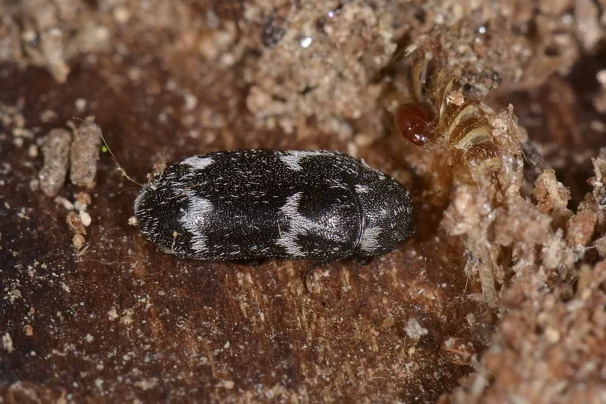 Megatoma undata, Dermestidae